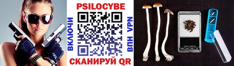 закладка  Заволжск  Псилоцибиновые грибы Psilocybe 